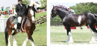 Pericleas - Clydesdale Stallion 